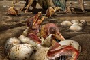 Μεγάλη ανακάλυψη στην Κίνα: Βρήκαν 215 αβγά πτεροσαύρων και κάποια έχουν έμβρυο