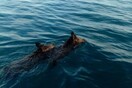 Ψαράδες βγήκαν για συναγρίδες στο Ιόνιο και συνάντησαν αγριογούρουνα