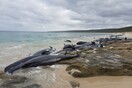 130 φάλαινες παγιδεύτηκαν σε παραλία και πέθαναν στην Αυστραλία