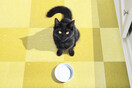 Τρίτη και 13: Αφήστε ήσυχες τις μαύρες γάτες