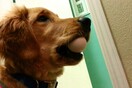 Το «Golden Retriever Egg Challenge» με το αυγό στο στόμα του σκύλου είναι μεν αστείο, αλλά και λίγο επικίνδυνο