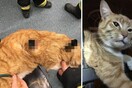 Τον διαπέρασαν τα κάγκελα σε δύο σημεία και έζησε: Μάλλον αυτός είναι ο πιο τυχερός γάτος του κόσμου