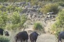Εκπληκτικό βίντεο δείχνει βουβάλια να διώχνουν λιοντάρια που σκοτώνουν κάποιο ζώο - Αλλά υπάρχει και ανατροπή