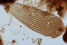 Οι πεταλούδες πετούσαν στη Γη πολύ πριν υπάρξουν λουλούδια - Τι αποκαλύπτουν σπάνια απολιθώματα