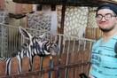 Ζωολογικός κήπος στην Αίγυπτο κατηγορείται πως έβαψε ένα γαϊδούρι για να μοιάζει με ζέβρα