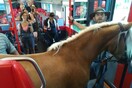 Αυστριακός επιβιβάστηκε στο τρένο με το άλογο του