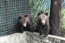 Πέντε ορφανά αρκουδάκια βρίσκονται πλέον στο καταφύγιο του Αρκτούρου