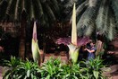 Το λουλούδι-πτώμα: το πιο μεγάλο λουλούδι στον κόσμο