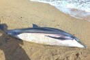 Ετοιμοθάνατο δελφίνι εκβράστηκε σε παραλία της Χαλκιδικής και πέθανε λίγο αργότερα