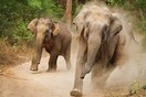 Μανιασμένοι ελέφαντες σκοτώνουν πρόσφυγες Ροχίνγκια στο Μπαγκλαντές - ΒΙΝΤΕΟ