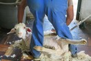 Το σκληρό βίντεο της PETA που έκανε H&M, Gap και Zara να πουν «όχι» στο μοχέρ