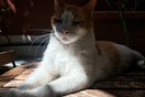 Portrait of my old cat as a young dog