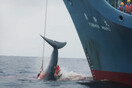 Οργή για την Ιαπωνία που θέλει να σκοτώνει ξανά φάλαινες για εμπορικούς σκοπούς
