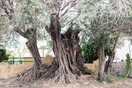 Αυτό το δέντρο παραμένει ζωντανό από τη Ναυμαχία της Σαλαμίνας μέχρι σήμερα