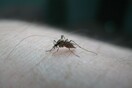 Πάνω από είκοσι νέα κρούσματα ιού του Δυτικού Νείλου σε μια εβδομάδα
