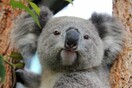 Κοάλα πεθαίνουν από την πείνα επειδή Αυστραλοί κόβουν δέντρα για να προστατευθούν από τις πυρκαγιές