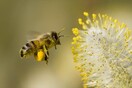 Παγκόσμια ημέρα μέλισσας - Γιατί είναι τόσο σπουδαία