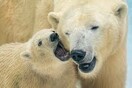 Πολική αρκούδα και το μικρό της σκότωσαν έναν κυνηγό και τραυμάτισαν άλλους δύο