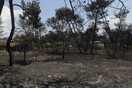 Ξεκίνησε η υλοτόμηση στην απαλλοτριωμένη ζώνη της λεωφόρου Μαραθώνος