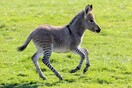 Γεννήθηκε σπάνιο Zonkey: Το μωρό μιας ζέβρας και ενός γαϊδάρου