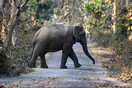 Ελέφαντες στην Κένυα αντιμετωπίζουν μια νέα απειλή, τα αβοκάντο