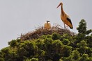 Πελαργοί εποικούν στην Κρήτη - Βρήκαν «καταφύγιο» στο Οροπέδιο Λασιθίου