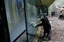 Χιμπατζήδες από δυο ζωολογικούς κήπους κάνουν Zoom μεταξύ τους κάθε μέρα