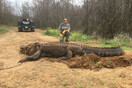 Γιγαντιαίος αλιγάτορας 4 μέτρων και 317 κιλών εντοπίστηκε στις ΗΠΑ