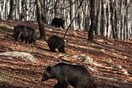 Η Άνοιξη έφτασε - Ξύπνησαν οι αρκούδες στο Νυμφαίο