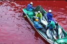 Χιλιάδες δελφίνια θα σφαγιαστούν ξανά στο ετήσιο κυνήγι της Ιαπωνίας