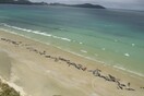 Γέμισε νεκρά μαυροδέλφινα ακτή στη Νέα Ζηλανδία
