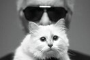 Σουπέτ: Πώς η γάτα που λάτρευε ο Καρλ Λάγκερφελντ μπορεί σήμερα να έγινε πολύ πλούσια