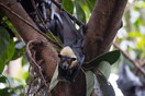 Επιστήμονες ανακάλυψαν δυο νέα είδη νυχτερίδων, το δεύτερο «πολύ σπάνιο»