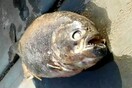Πιράνχας στη Βρετανία; - Κι όμως δύο σαρκοβόρα ψάρια βρέθηκαν σε μια λίμνη