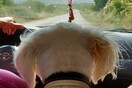 10 νέες φωτογραφίες απ' τα τέλεια ζώα των αναγνωστών μας #88
