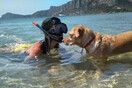 10 νέες φωτογραφίες απ' τα τέλεια ζώα των αναγνωστών μας #73