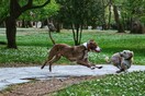 10 νέες φωτογραφίες απ' τα τέλεια ζώα των αναγνωστών μας #91