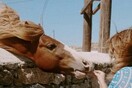 30 νέες φωτογραφίες απ' τα τέλεια ζώα των αναγνωστών μας #32