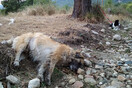 Κτηνωδία στη Φλώρινα: Πάνω από 50 νεκρά σκυλιά από φόλες - Πρώτη φορά τόσο μεγάλο έγκλημα
