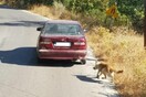Συνελήφθη ο άντρας που έδεσε σκύλο και τον έσερνε με το αυτοκίνητό του στην Κρήτη