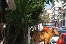 Λαμία: Κυνηγούσαν πανικόβλητο ταύρο μέσα στην πόλη