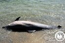 Νεαρή φώκια και τρία δελφίνια νεκρά στο Αιγαίο - Βρέθηκαν άγρια δολοφονημένα