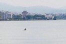 Δελφίνια παίζουν στον Θερμαϊκό - Έκπληξη στη Θεσσαλονίκη