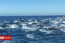 Η εκπληκτική, συντονισμένη «κούρσα» εκατοντάδων δελφινιών στα ανοιχτά της Καλιφόρνια