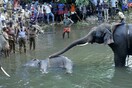 Μια σύλληψη για τον βάρβαρο θάνατο του θηλυκού ελέφαντα που σκοτώθηκε από φρούτο με κρυμμένα εκρηκτικά
