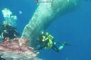 Επιχείρηση απελευθέρωσης φάλαινας ανοιχτά της Ιταλίας - Είχε παγιδευτεί σε δίχτυα