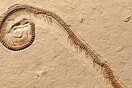 Ταυτοποιήθηκαν φίδια 6 εκατομμυρίων ετών, που δεν εντοπίστηκαν πουθενά στο κόσμο παρά μόνο στην Ελλάδα