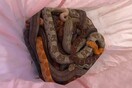 Μυστήριο στη Βρετανία: Αφήνουν μαξιλαροθήκες γεμάτες φίδια, έξω από την πυροσβεστική