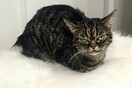 «Angry Kitzia»: Η διάδοχος της πιο μουτρωμένης γάτας που τα social media ήδη λατρεύουν