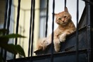Βρετανία: Γάτα βρέθηκε θετική στον κορωνοϊό -Η πρώτη μόλυνση ζώου στη χώρα